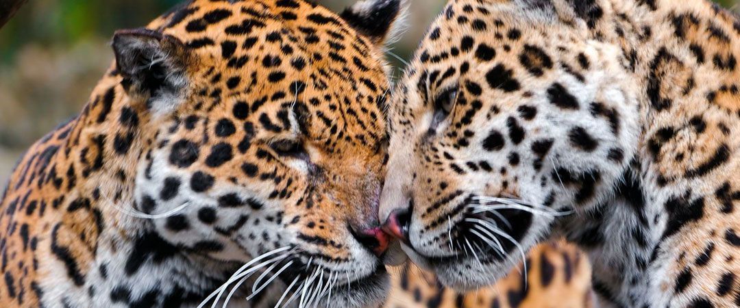 El Jaguar, símbolo de poder para los antiguos mayas - Generación05