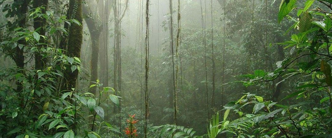 Monteverde y su bosque nuboso